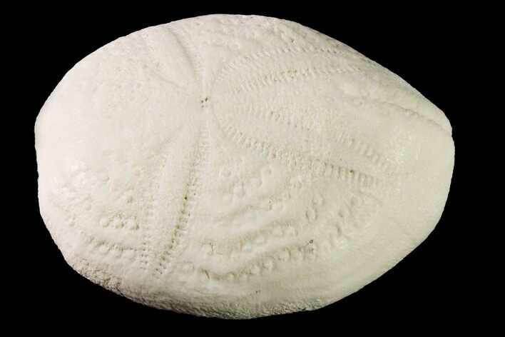 Fossil Sea Urchin (Eupatagus) - Florida #161284
